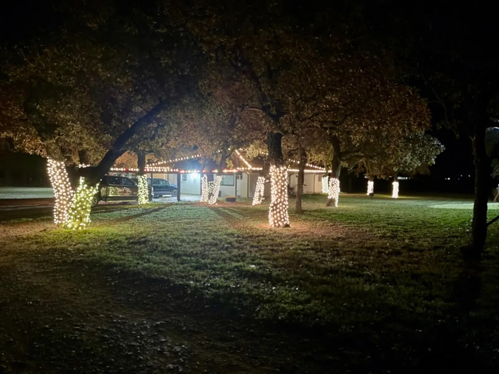 Tree trunks wrapped with Christmas lights throughout a large yard