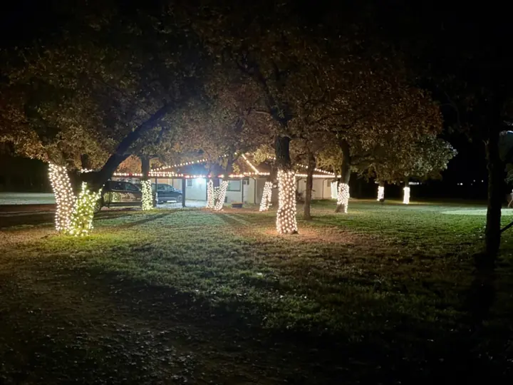 Tree trunks wrapped with Christmas lights throughout a large yard